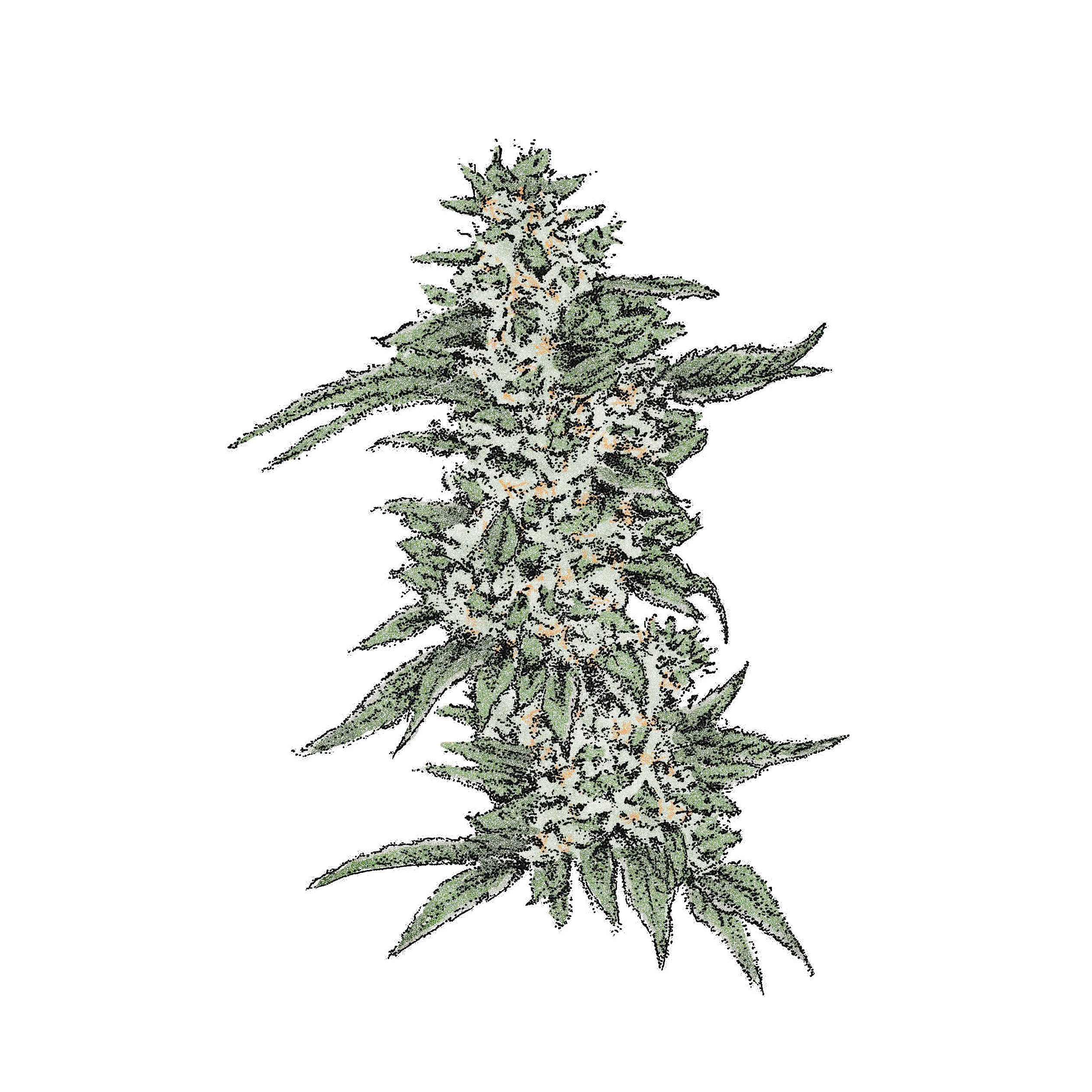 Gorilla Gorilla (Fast)