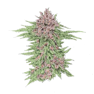 LA kush cake