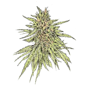 L.I.P. CBD (Fast)