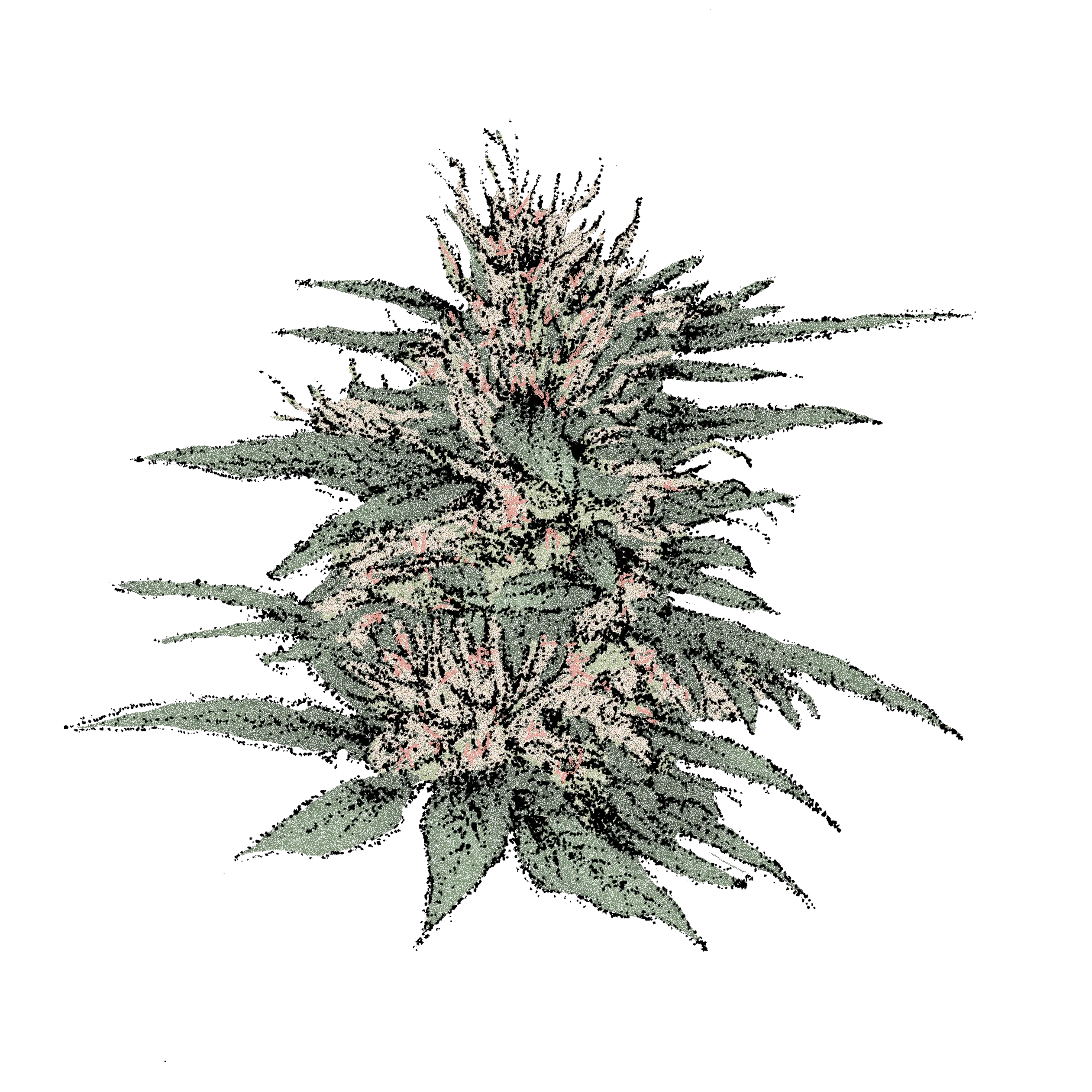 Mandarine Mandarine Cbd (Fast)