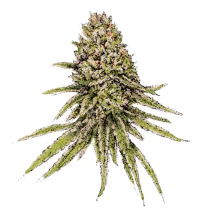 Solodiol 1:1 autoflowering