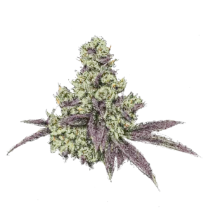 Spritzer cannabis samen
