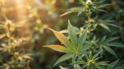THC vs CBD THC vs CBD – Der Guide zum THC/CBD Verhältnis