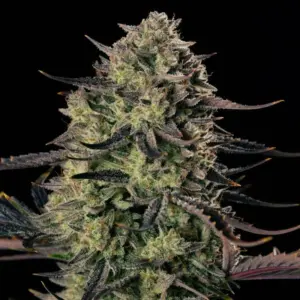 Alien Gas XXL Auto