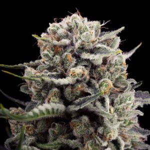 B-45 Cannabis Samen kaufen