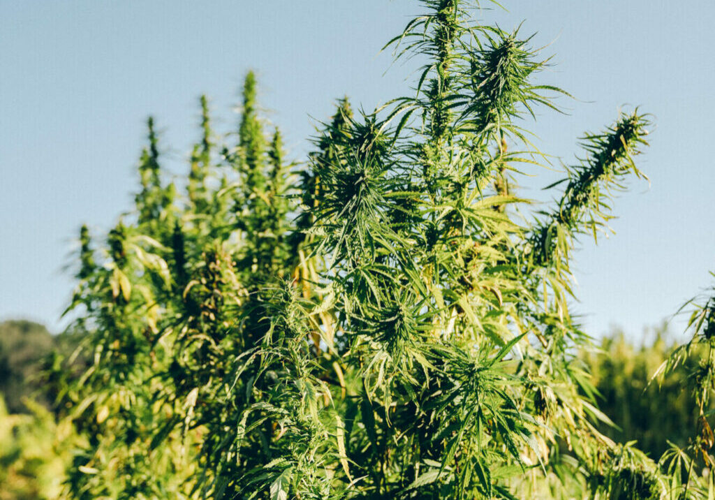 Captured at Agrargenossenschaft e.G. on 09 Sep, 2020 by Arnulf Quint