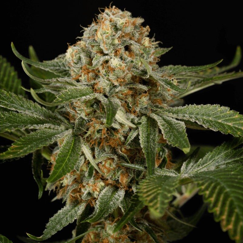 OG Kush Cannabis Samen kaufen