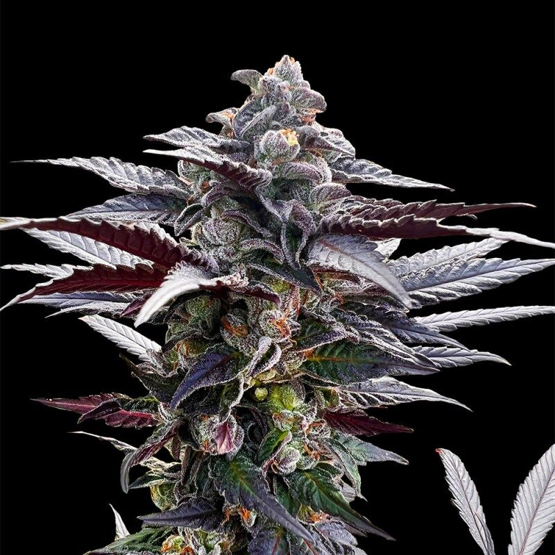 Pink Sunset by Sherbinskis Cannabis Samen kaufen