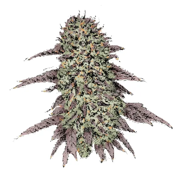 Biscotti Strain Fast