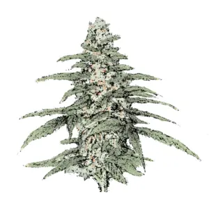blueberry autoflowering