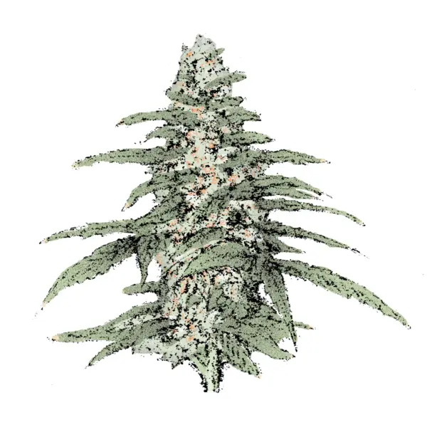 Blueberry Autoflowering