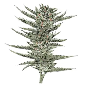 bruce banner strain autoflowering