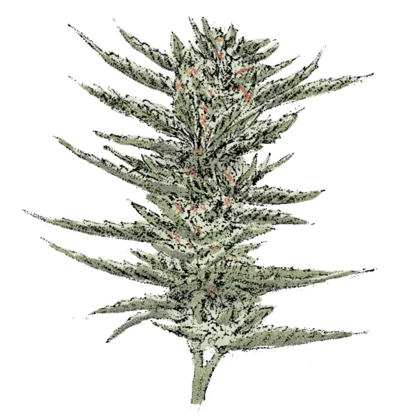 Bruce Banner Strain Autoflowering