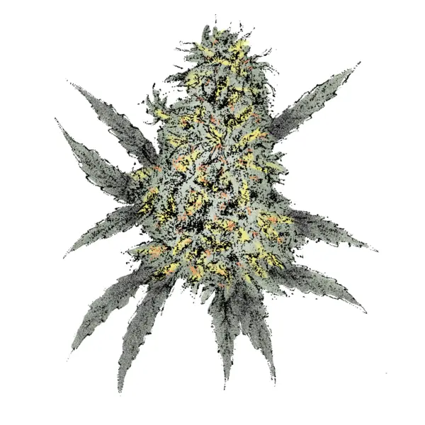 Bubble Gum Strain Autoflowering
