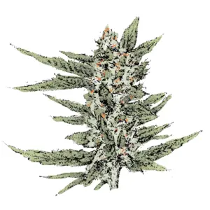 cheese strain fast