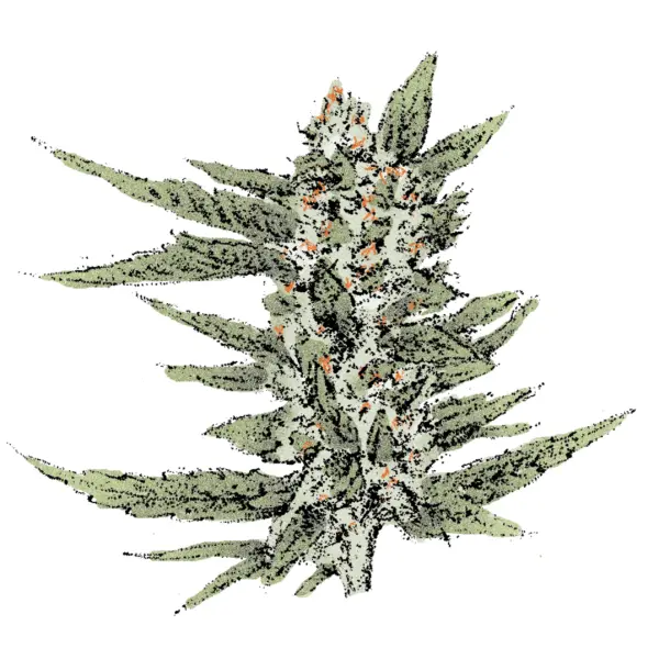 Cheese Strain Fast