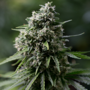 Critical 2.0 Cannabis Samen kaufen