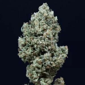Autoflowering Cannabis-Samen