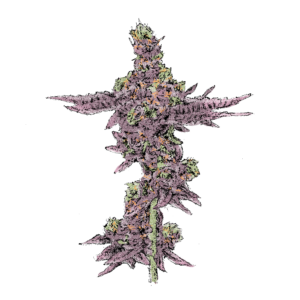 Girl Scout Cookies (Auto)