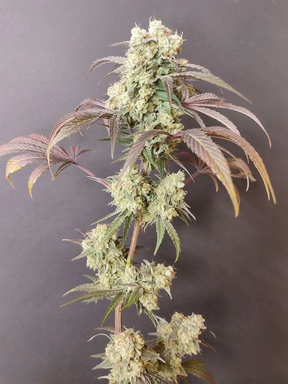 Gorgon Cannabis Samen Gorgon