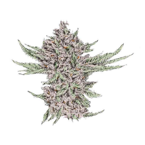 Grapes &Amp; Cream