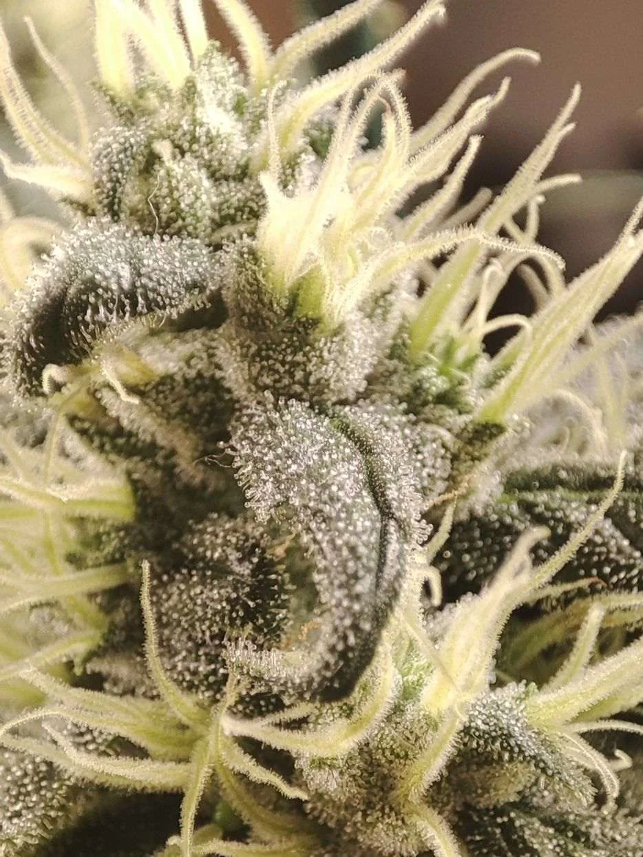 Gunk Cannabis Samen Gunk