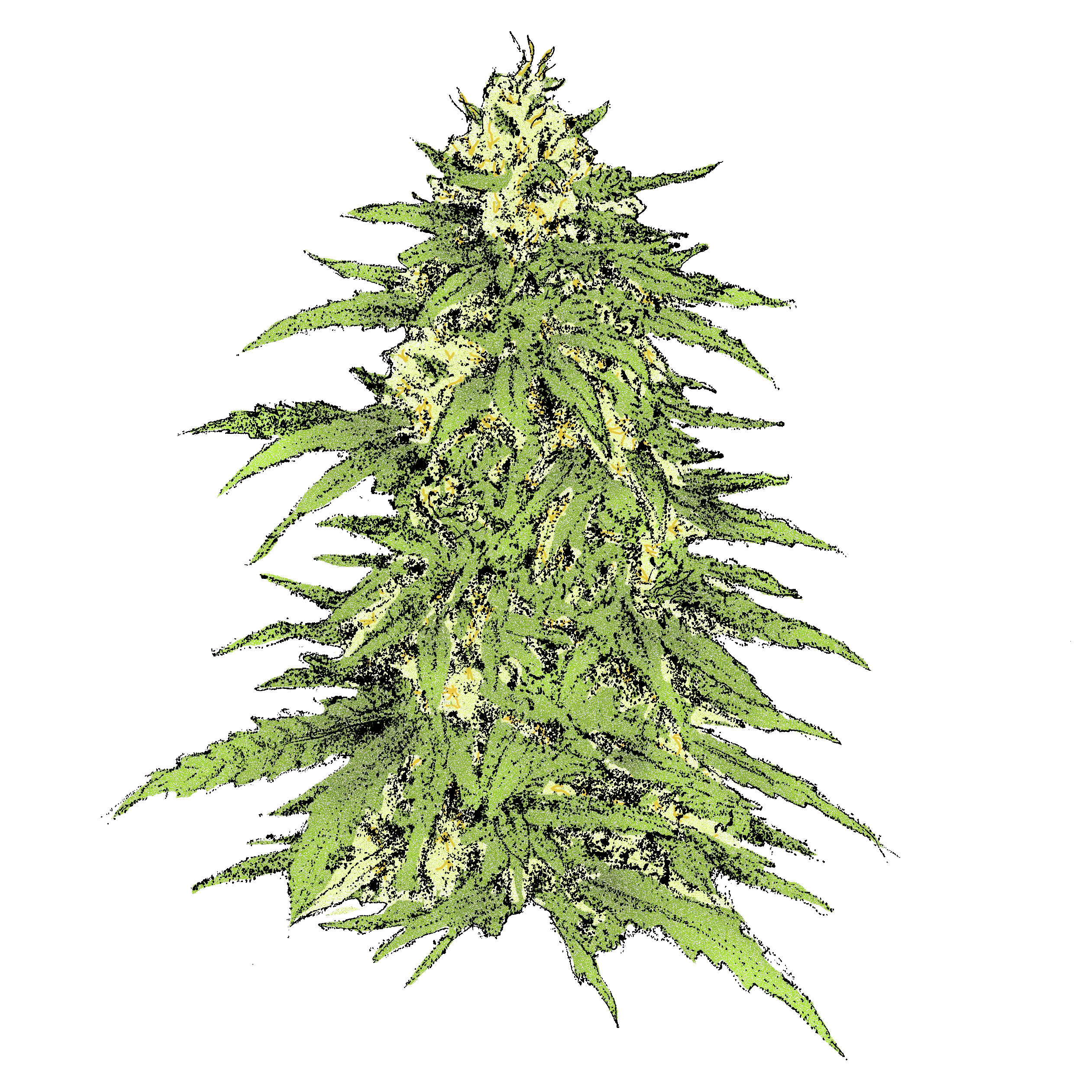 Haze Haze (Auto)