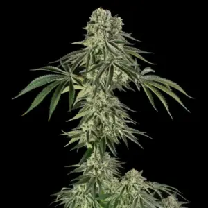 Jamaican Mountain by Julian Marley