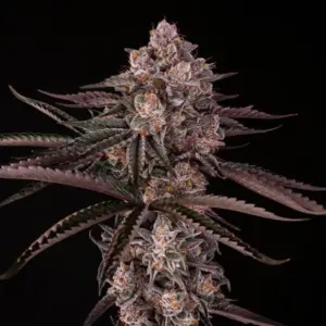 Jamaican Sunset by Julian Marley