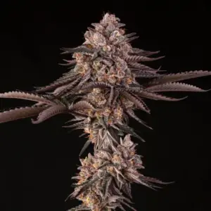 Julian Marley