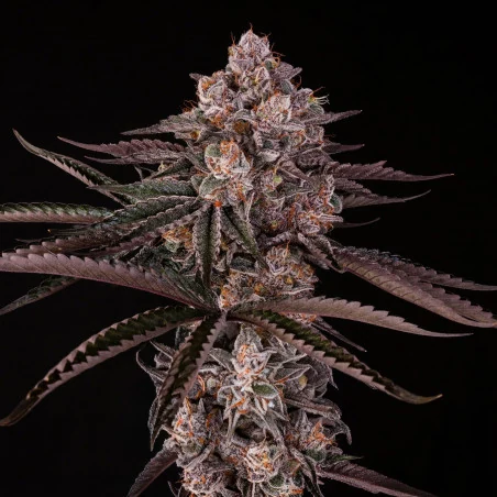 Jamaican Sunset Cannabis Samen Jamaican Sunset By Julian Marley