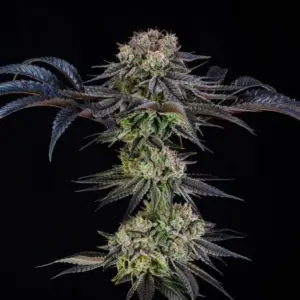 Julian Marley Special by Julian Marley