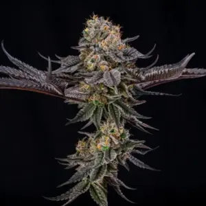 King of Kings by Julian Marley