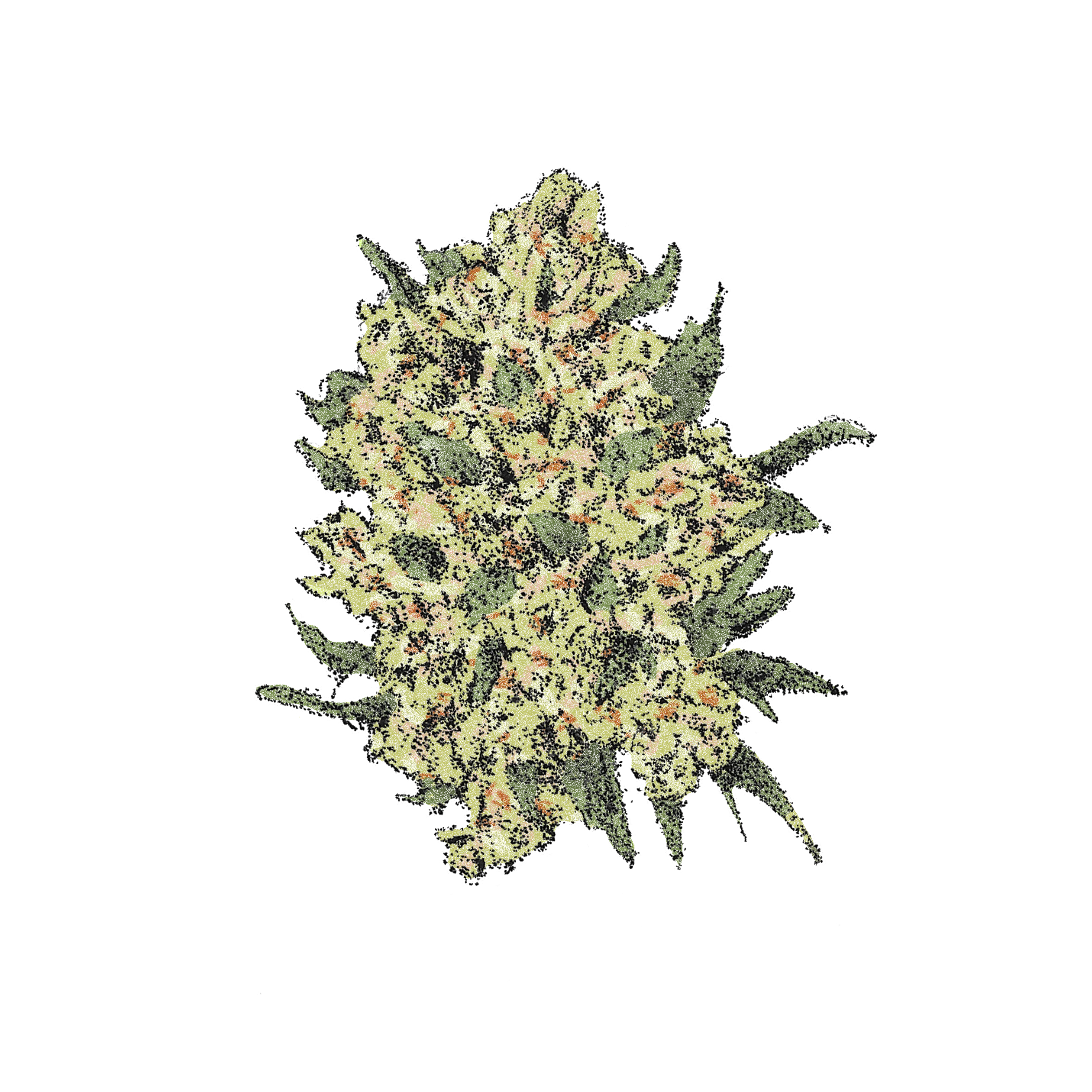Lemon Amnesia Lemon Amnesia (Auto)