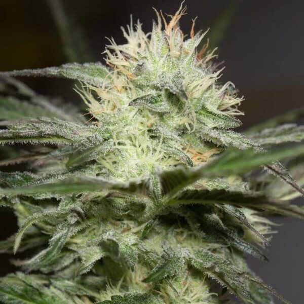 Lemon Sorbet Cannabis Samen