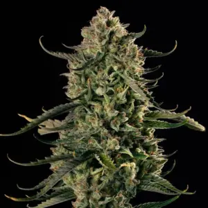 Mac Dawg XXL Auto