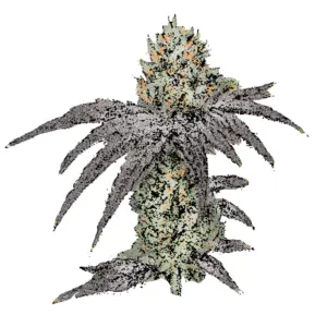 mimosa cannabis samen
