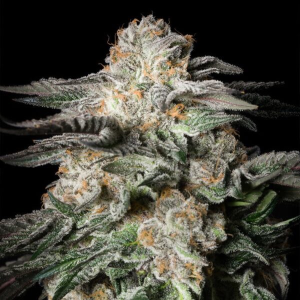 Mint Candy