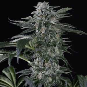 Moby Dick Autoflower Cannabis Samen kaufen