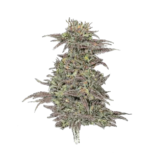 Northern Lights (Auto)
