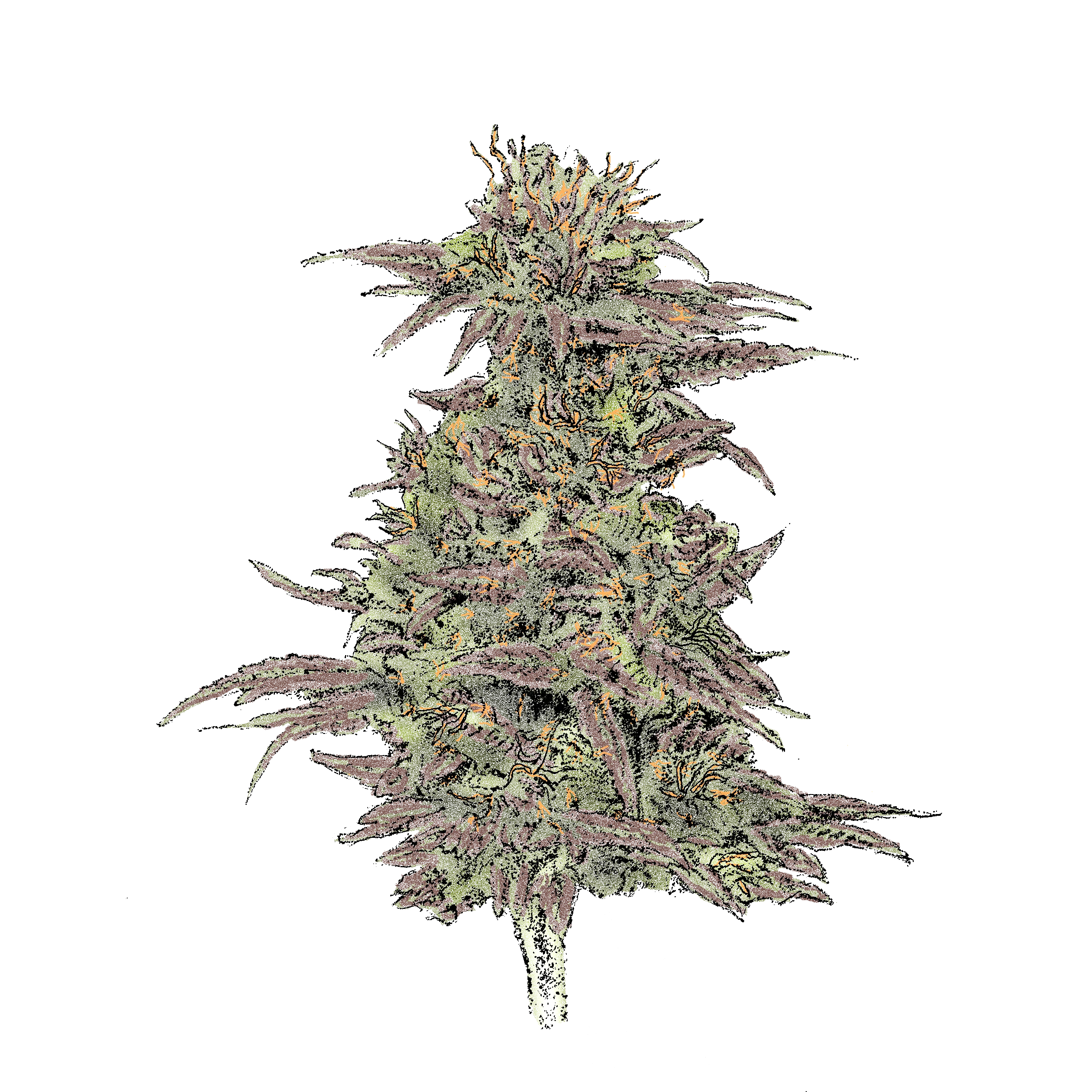Northern Lights Northern Lights (Auto)