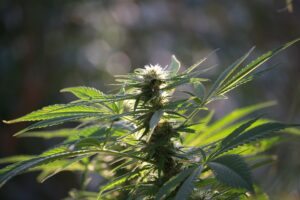 Sativa Vs Indica