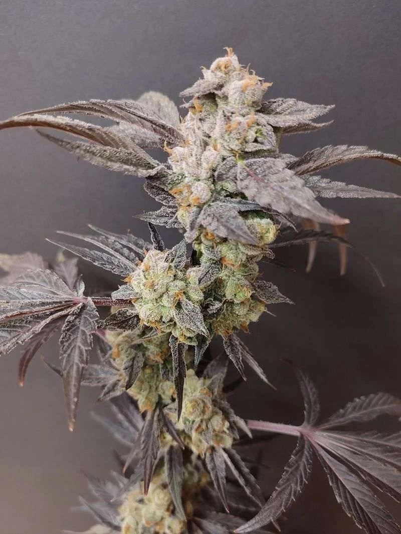 Spritzade Cannabis Samen Spritzade