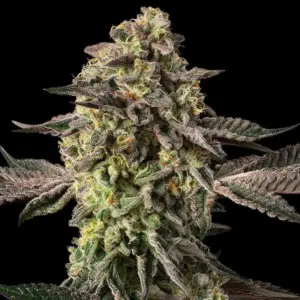 Sugar Rock (Cookies)