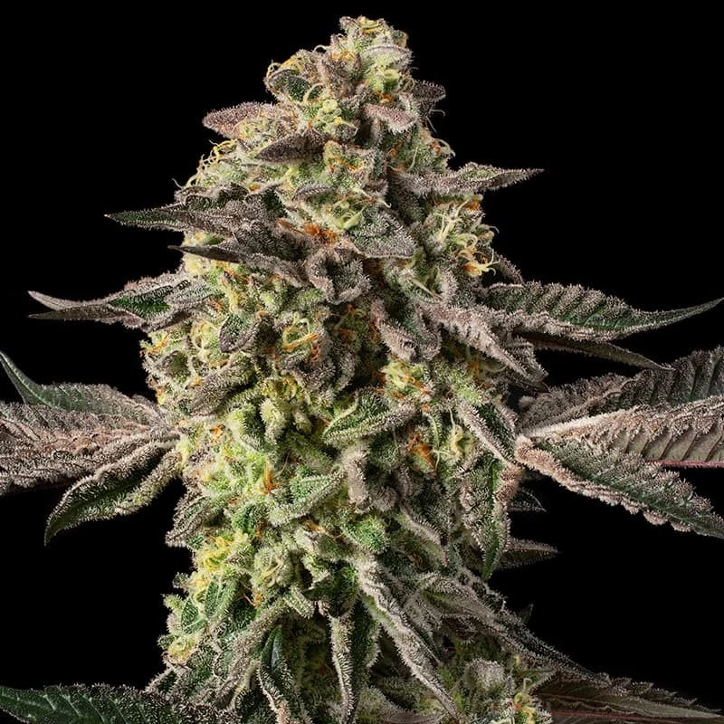 Sugar Rock Cannabis Samen Sugar Rock (Cookies)