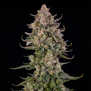 Triangle Kush Auto