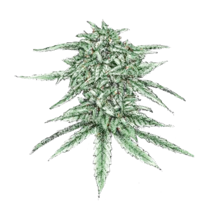 white runtz cannabis samen kaufen