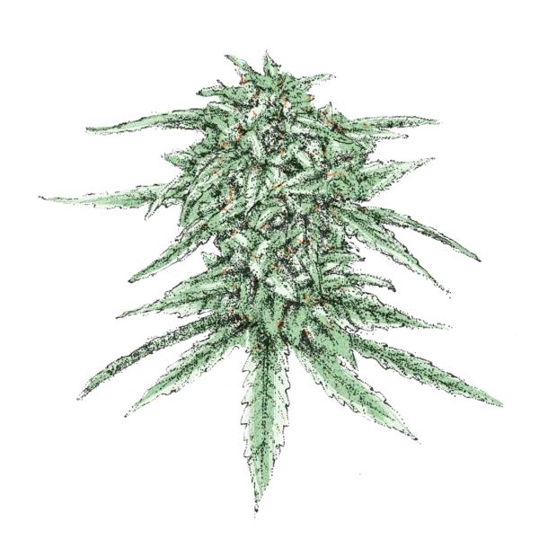 White Runtz Cannabis Samen Kaufen